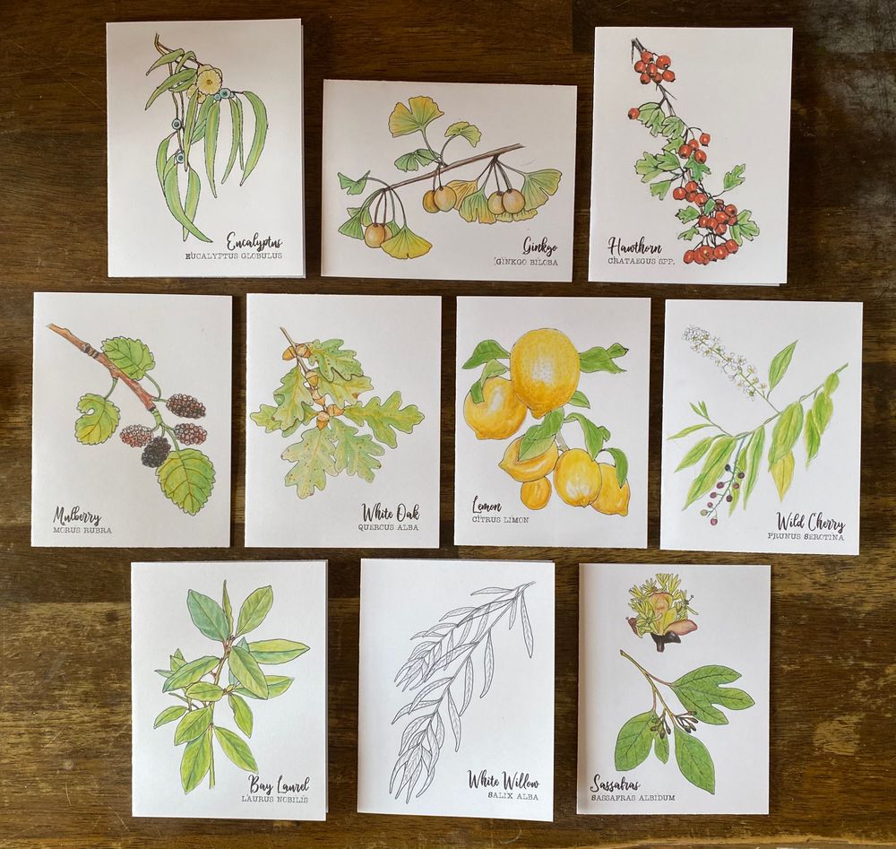 Majestic Trees Notecard Collection