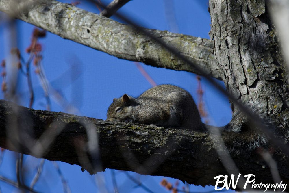 Sleeping Squirrel (Desktop Wallpaper)