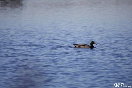 A DUCK! But in color....