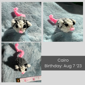 Collage of images of Cairo the baby opossum. His birthday is August 7, 2023.