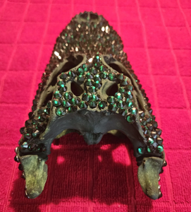 Back of Skull