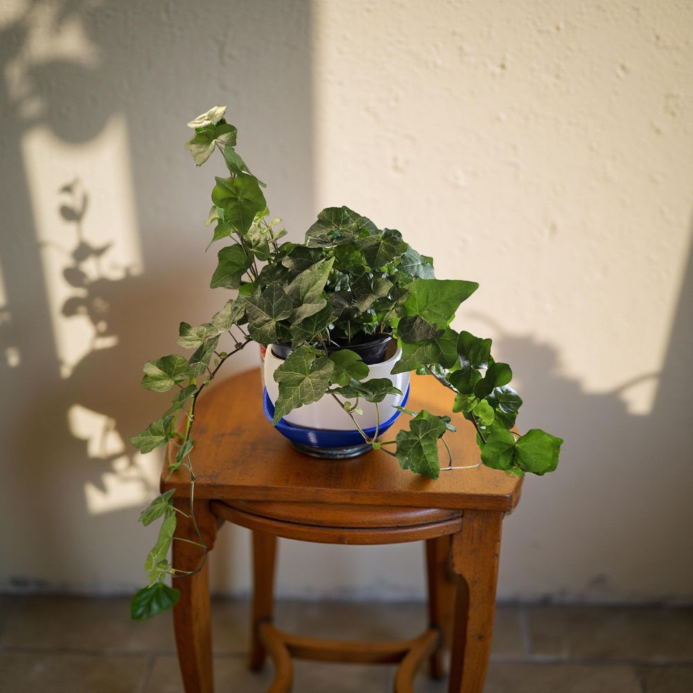 Contemporary Curved Planter