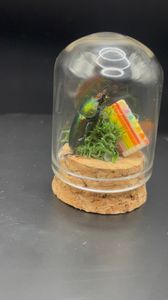 Cake Beetle 