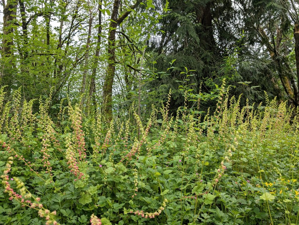 Fringecup Seeds |Tellima grandiflora |