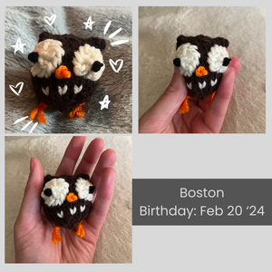A collage of images of Boston the owl. His birthday is February 20 2024.