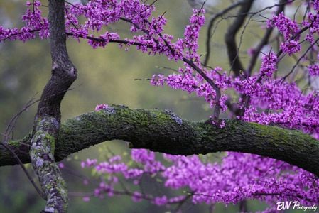 One of my more popular photos, which I have titled, "this would be a great photo of a bird.....if I HAD one..." (it flew away)