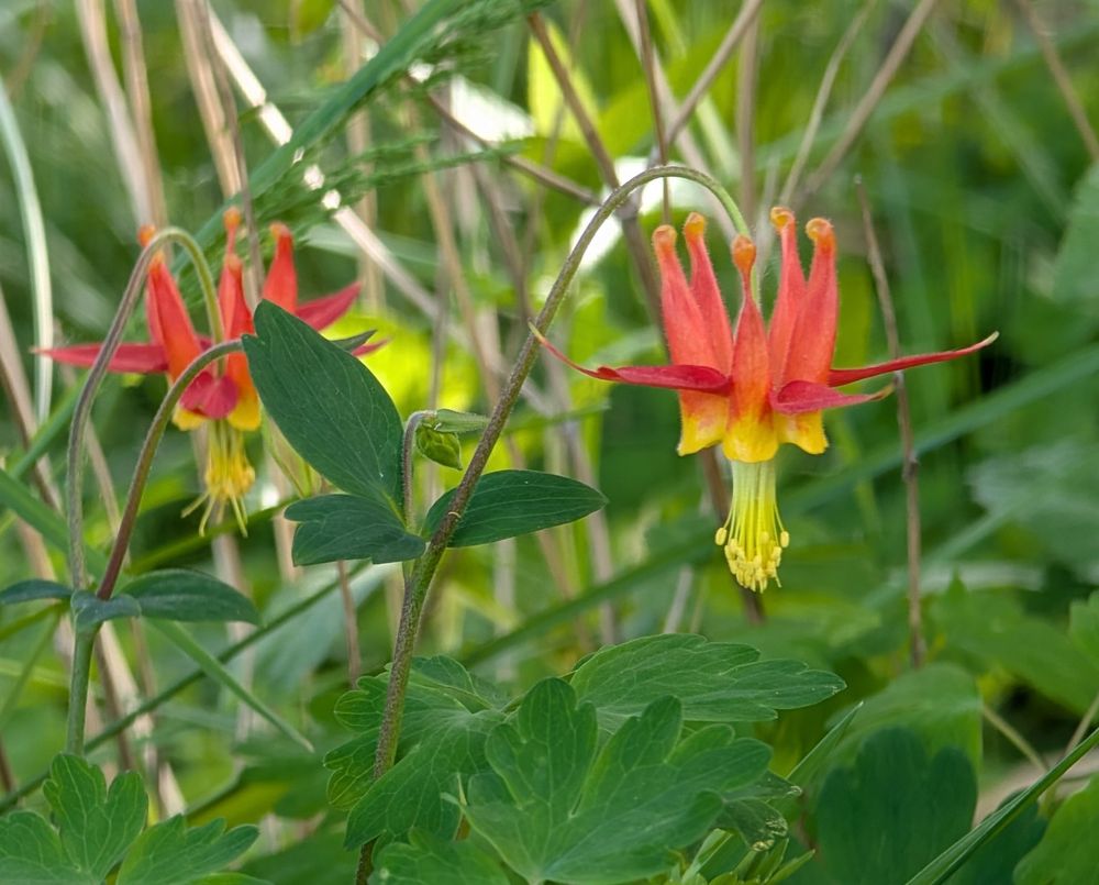 Western Columbine Seeds | Aquilegia formosa |
