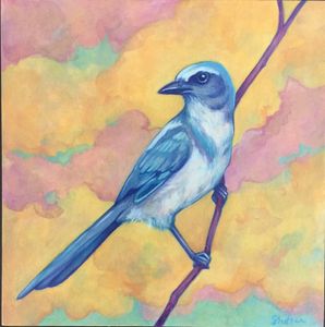 Scrub Jay