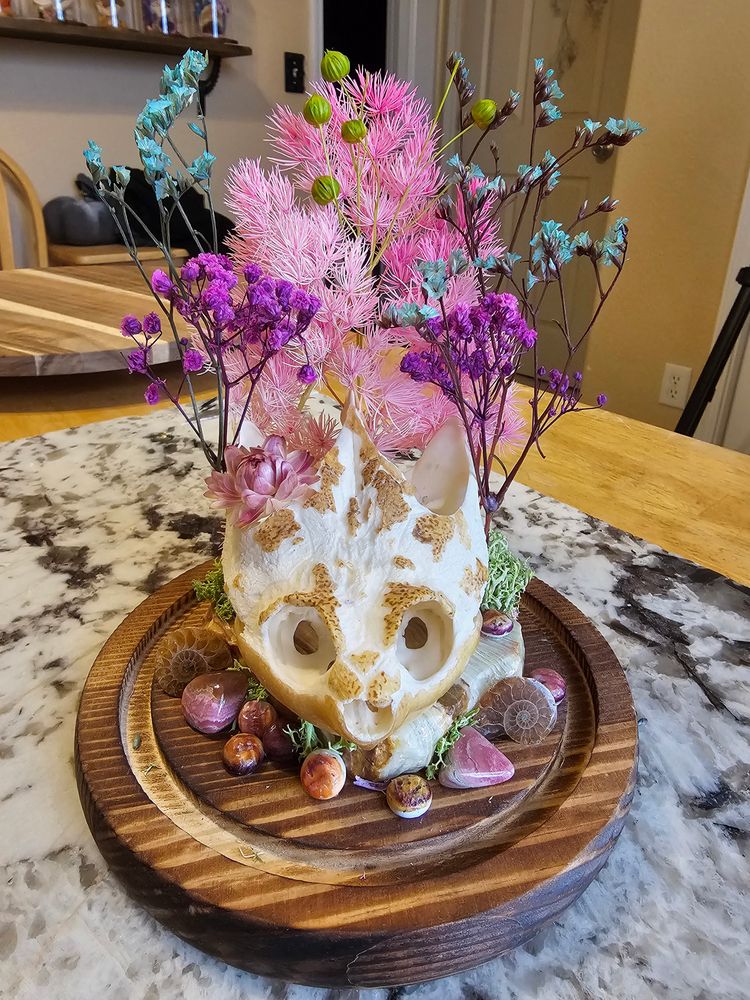 Chelydra Serpentina Snapping Turtle Cloche🐢