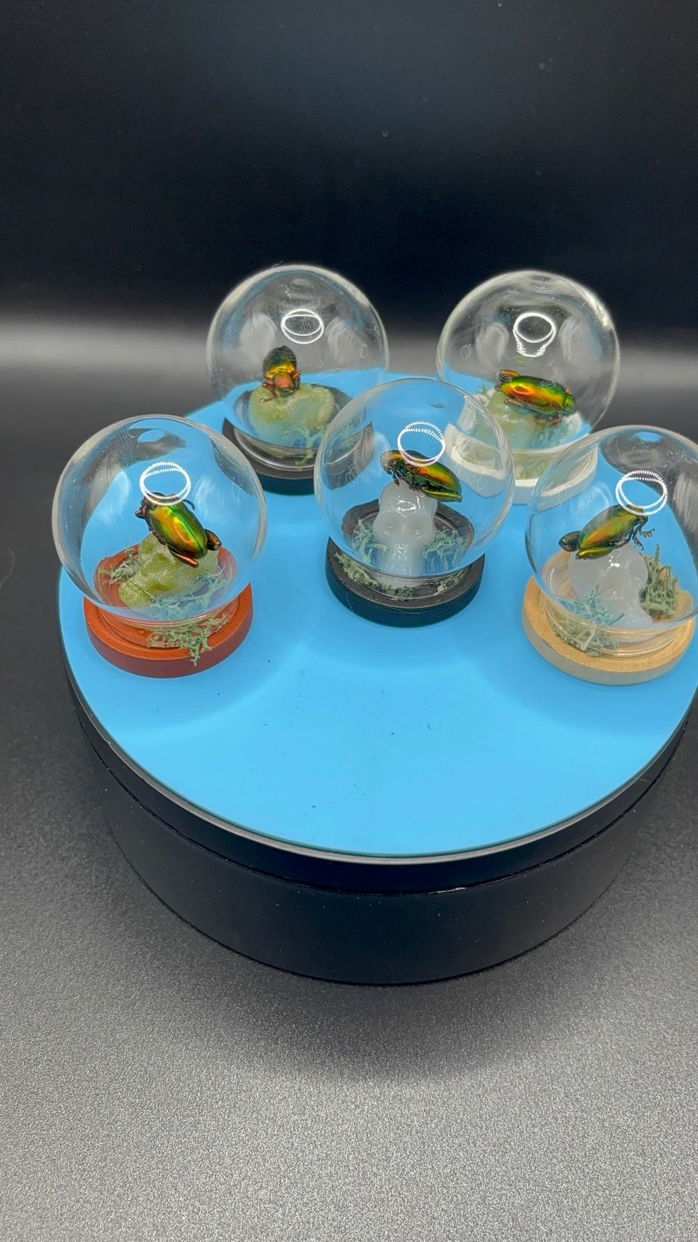 Frog Beetle Mini Curio Jar 🪲 