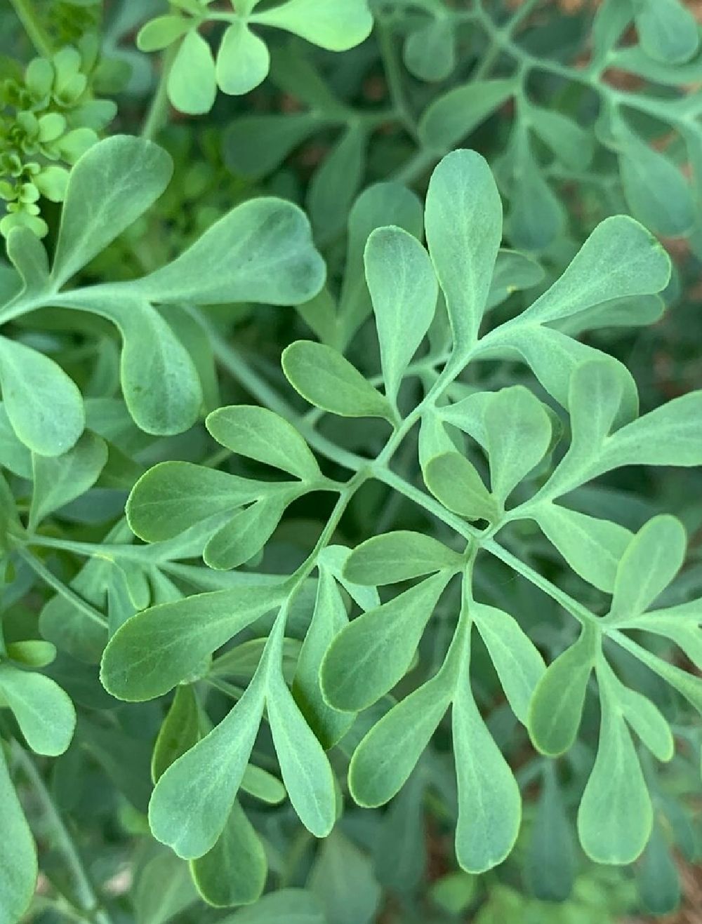 Dried Rue Herb - homegrown organic - size LARGE