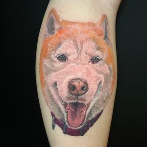 Red husky portrait 