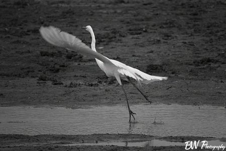 A Great Egret mid-takeoff