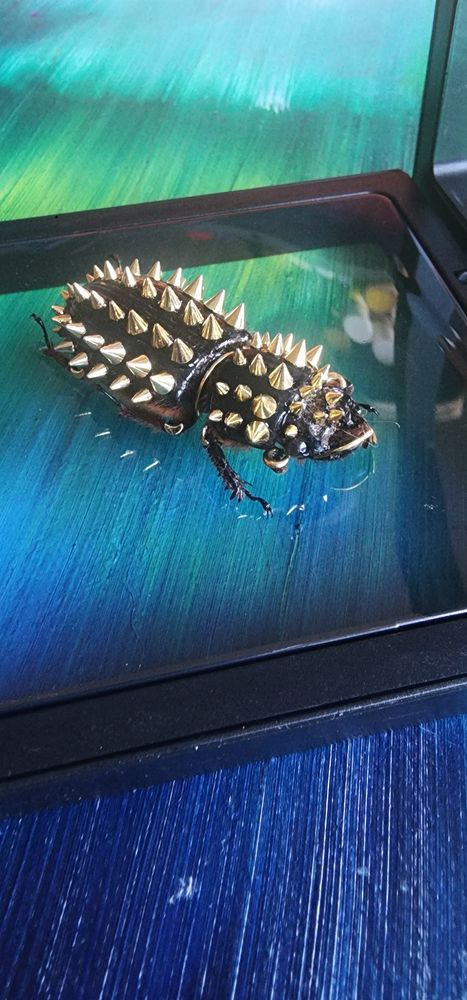 GOLD SPIKED BEETLE