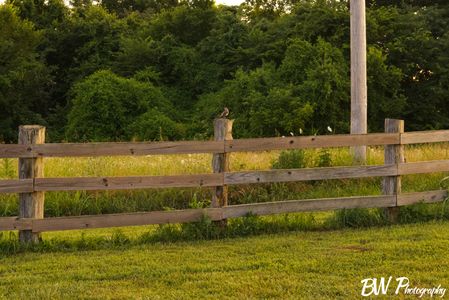 You remember that Mockingbird on a fence from the Black and Whites channel? BAM! Also in color