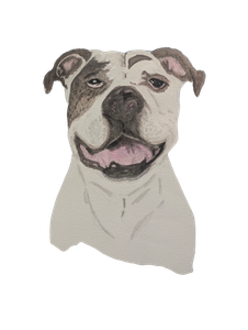 Pet portrait full transparent background great for stickers and gifts