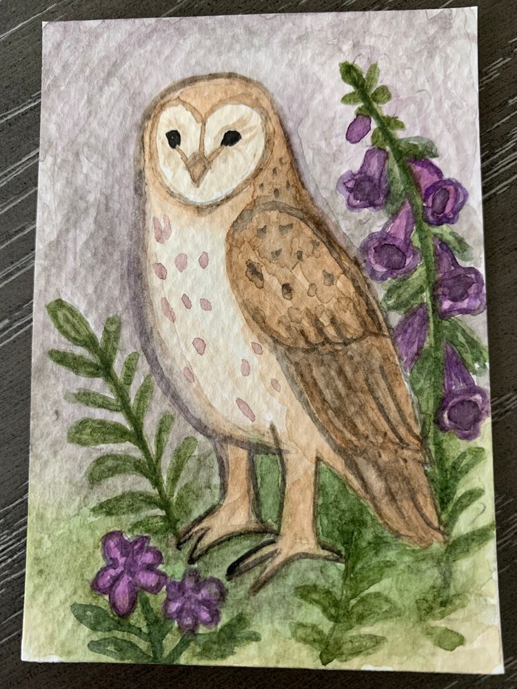 Barn Owl 