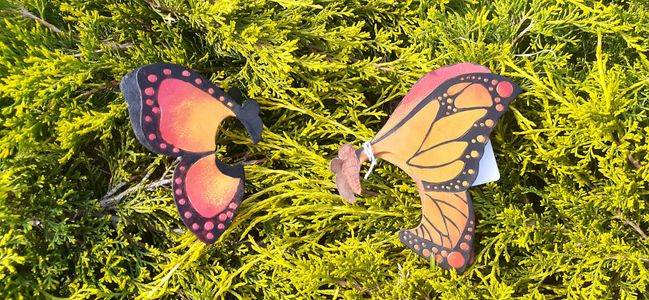 Butterflies 2024