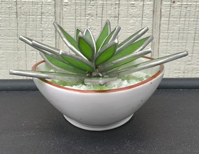 Green Succulent, White Pot, Side View
