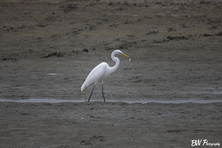 A Great Heron just hanging out in a puddle at the Confluence State Park
