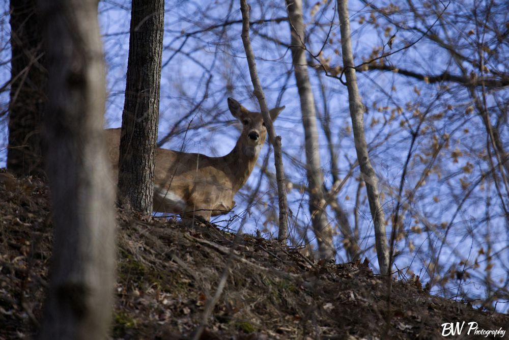 Deer Through Trees (Desktop Wallpaper)