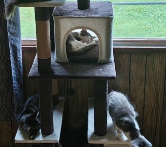 Such a hard life being a cat...