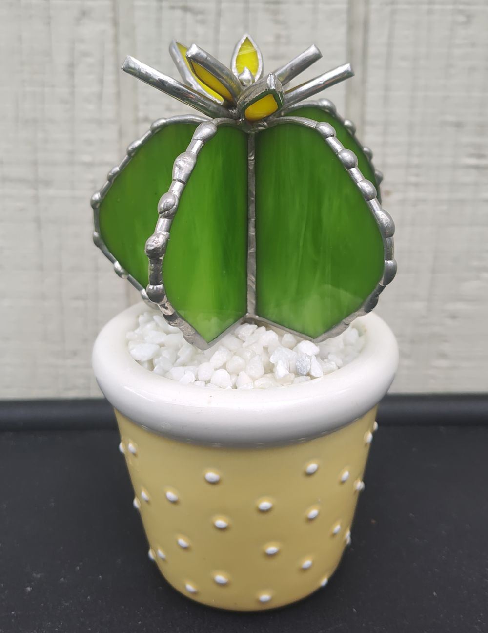 Squatty Cactus