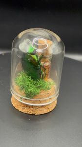 Star Potion Beetle