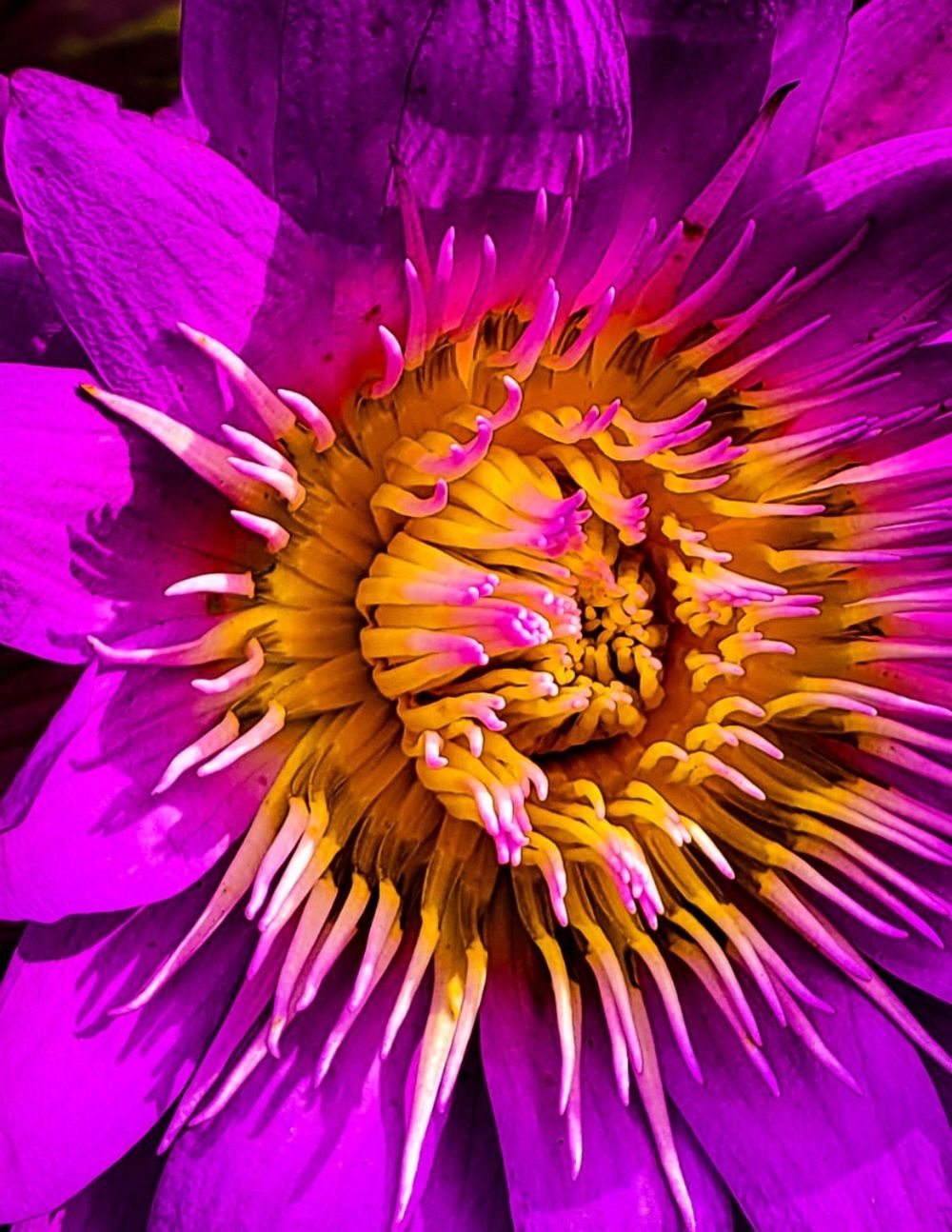 Close up of King of Siam water lily