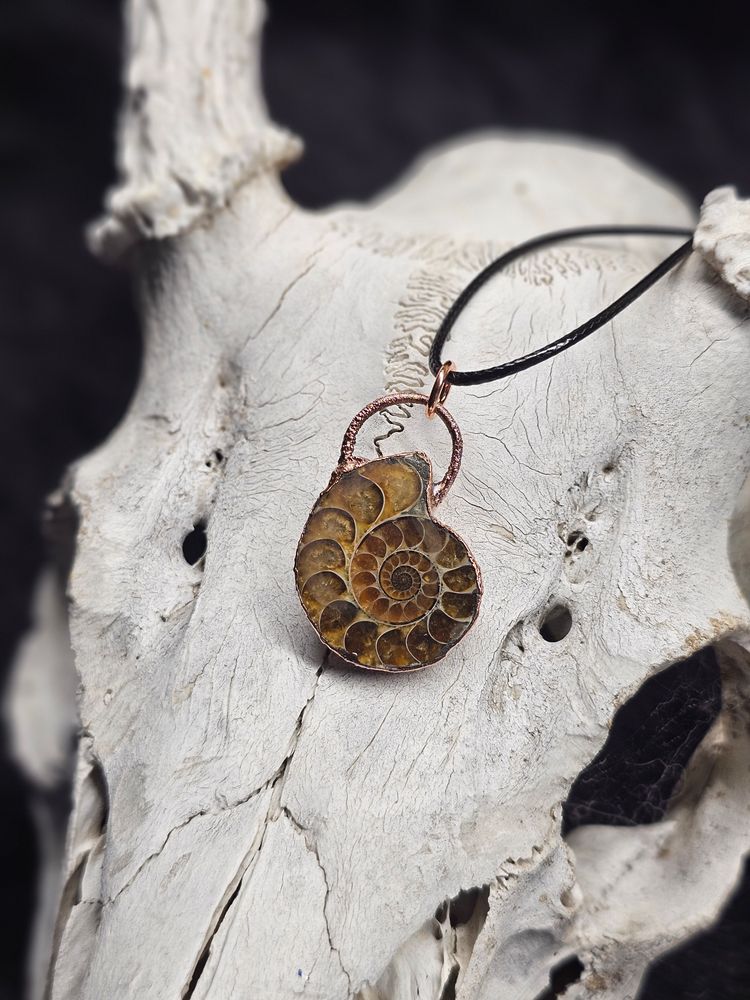The ammonite shell