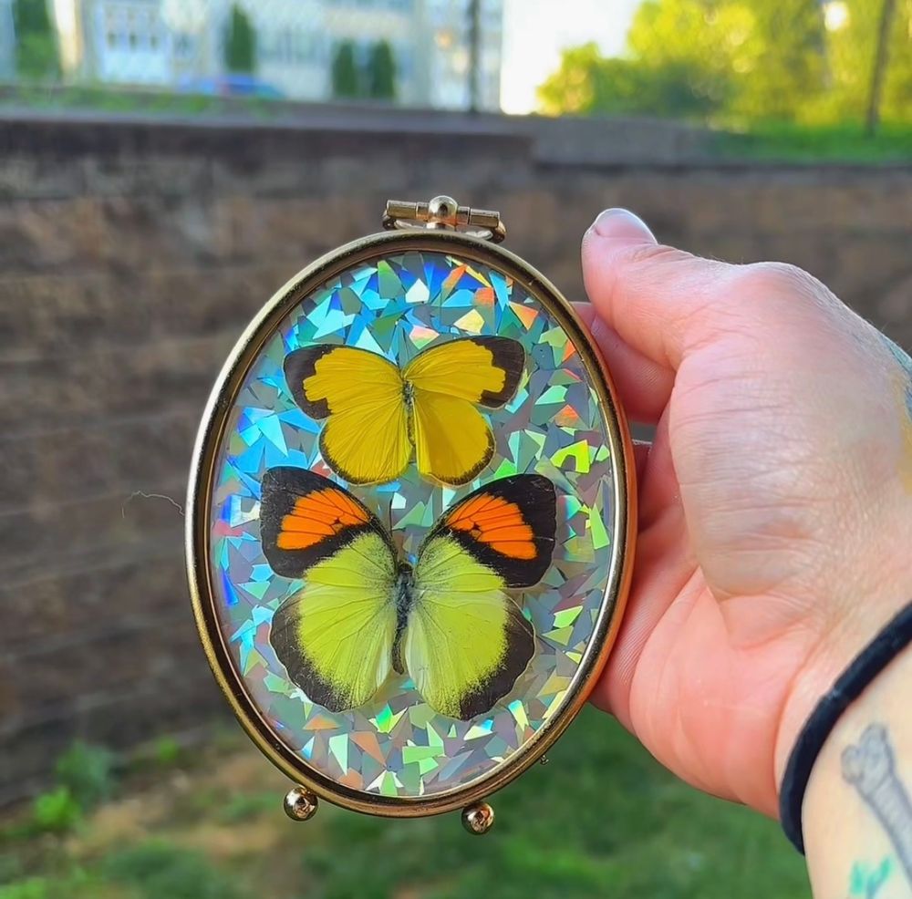 Vintage Bubble Frame Butterflies 🦋🦋