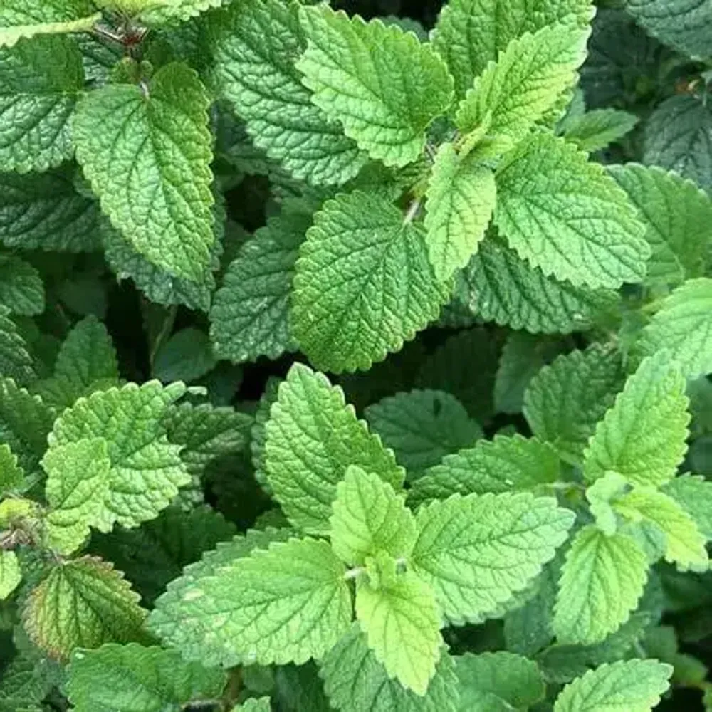 Lemonbalm Tincture 