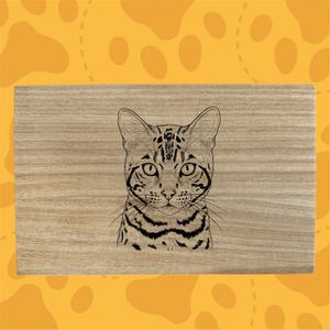 all my images were adjusted into photoshop using photos 