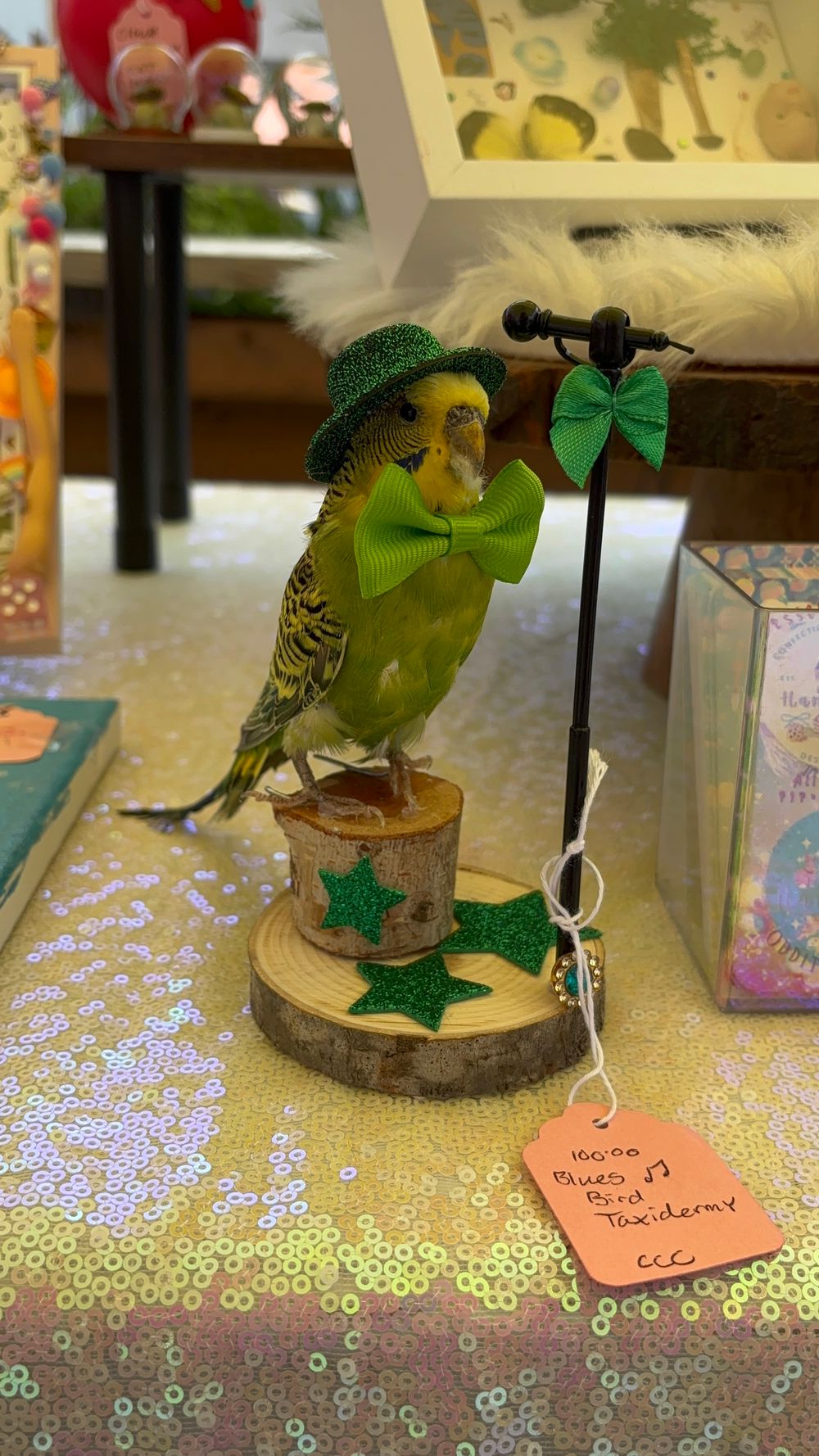 Jazz 🎵 Singer Parakeet Full Taxidermy 