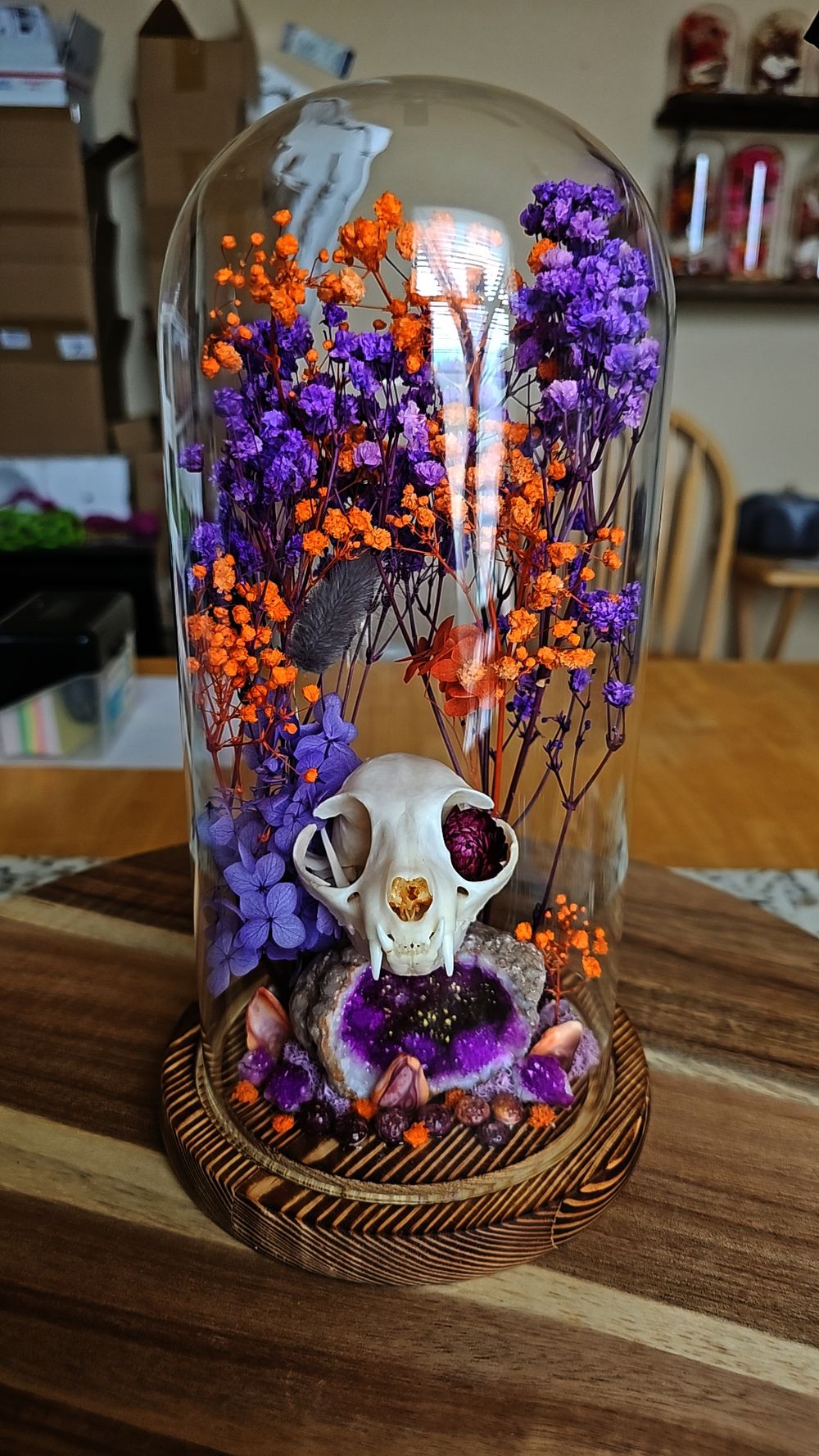 Cat Skull Taxadermy dome/ glass display 