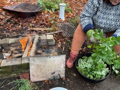 A picture of me processing Rosa rugosa leaves into a large iron pot getting ready to dye. There is a fire burning in an open fire pit where the pot will go when it is ready. The resulting dye will be gray to charcoal to sepia colored.
