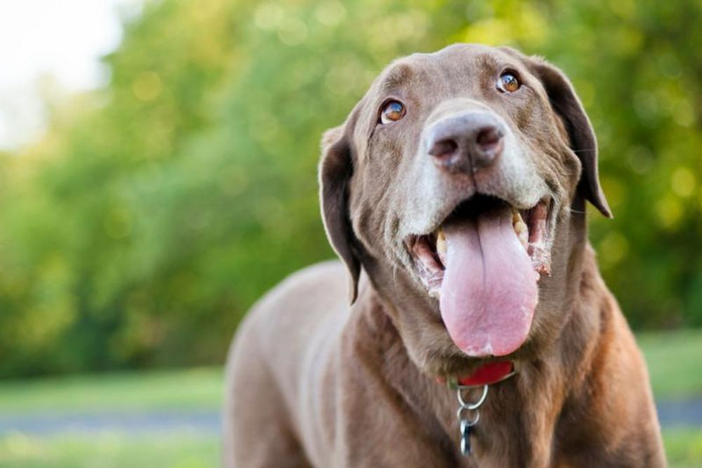 Dog Walking