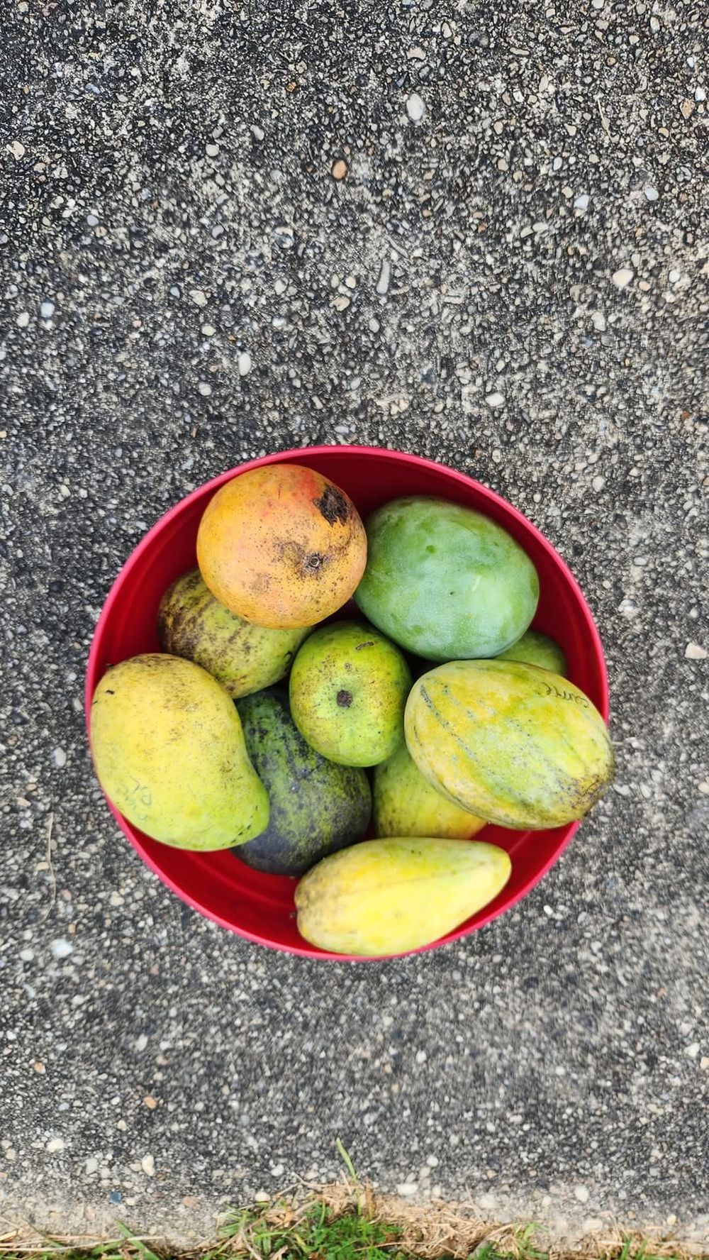 5LB MANGO BOX
