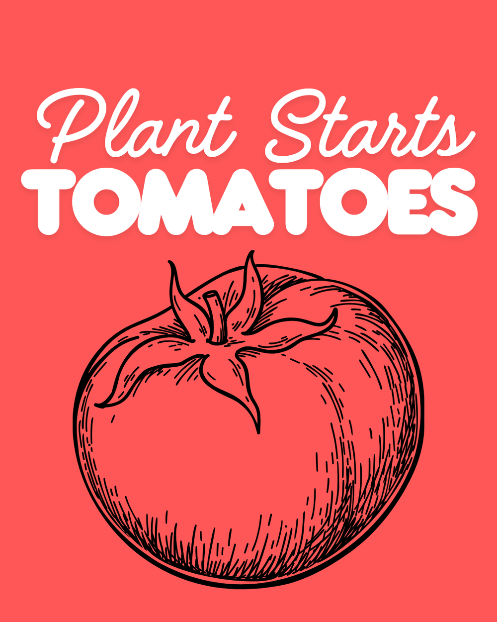 Tomato Starts