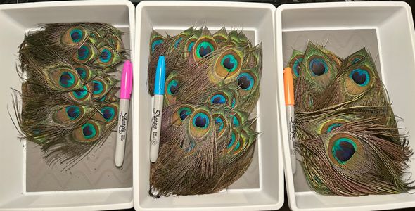 Example of sizes of feathers, smaller, medium and larger… left to right