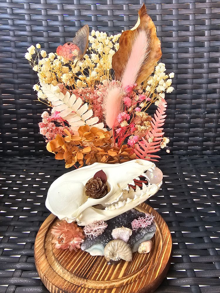 Real Fox Skull Dome / Cloche 