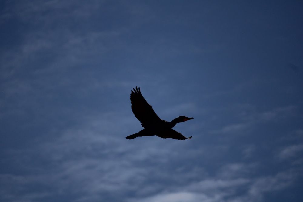 "Silhouette" Photo Print