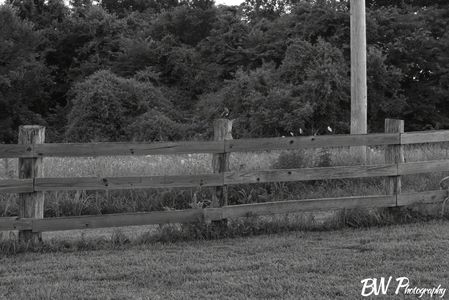 A Mockingbird on a fencepost