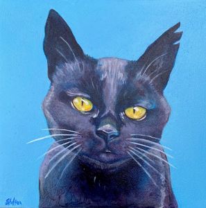 Black cat pet portrait