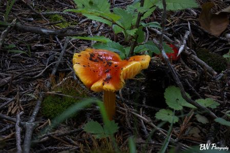 A Goblet Waxcap mushroom!