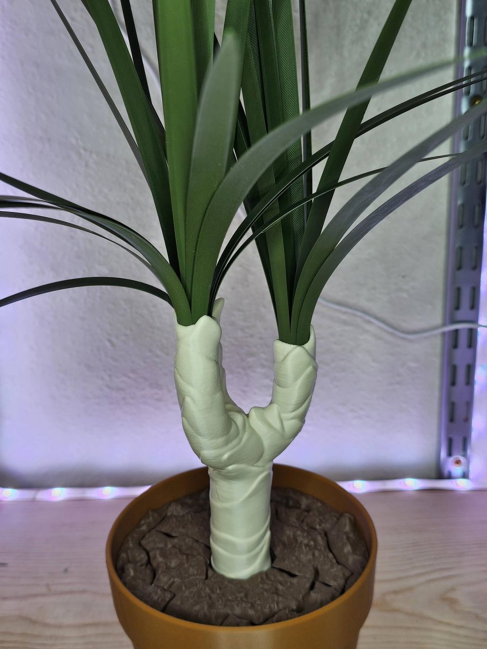 Green Sweep Dragon Tree - More Than Just a Plant!