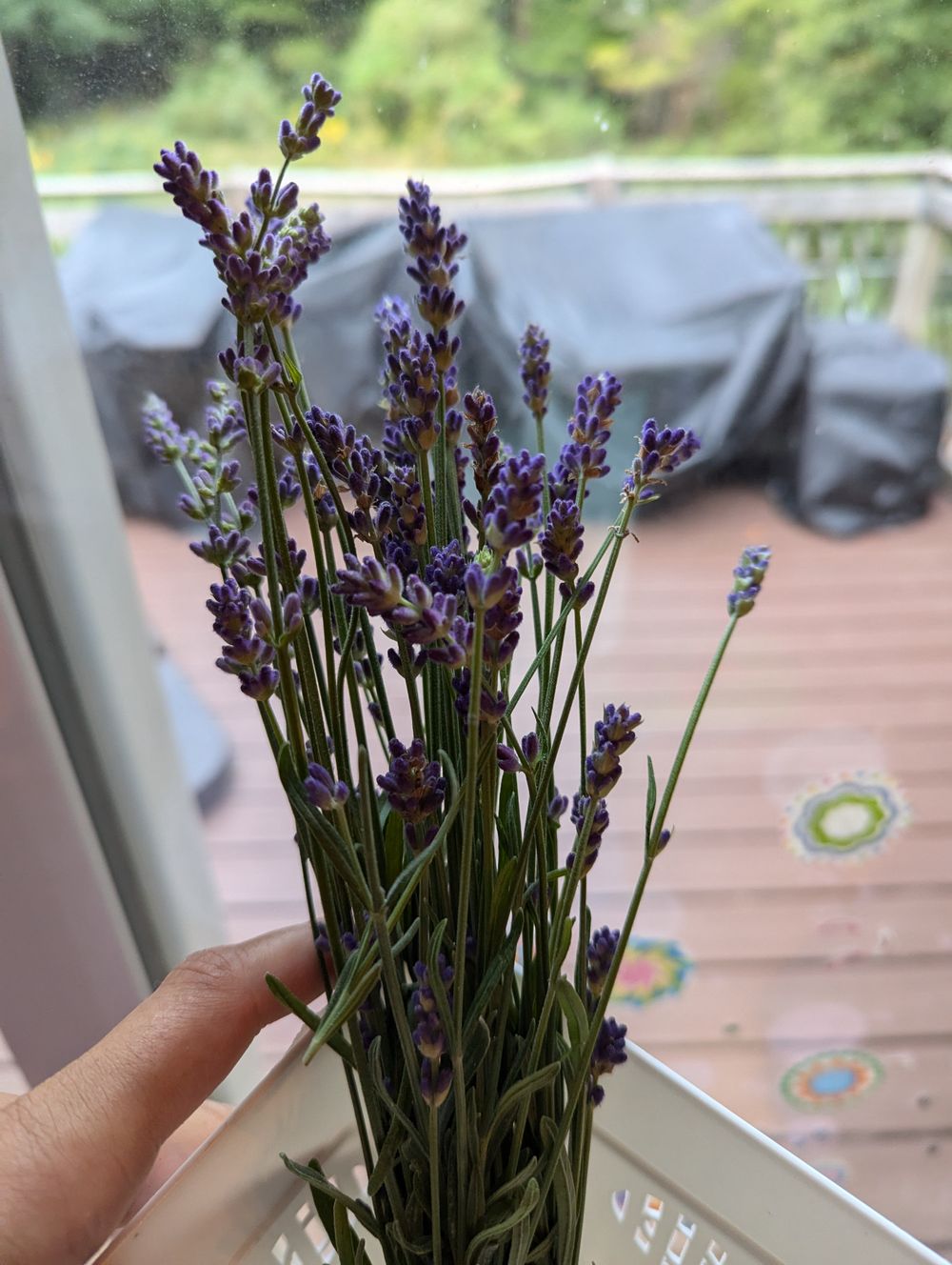 Lavender sugar 