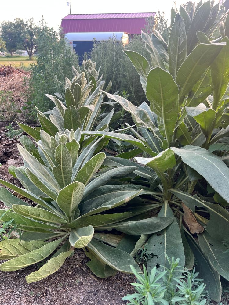 Mullein Tincture 