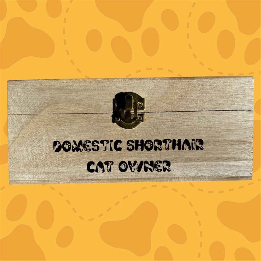 Domestic Shorthair kitty box 8.5