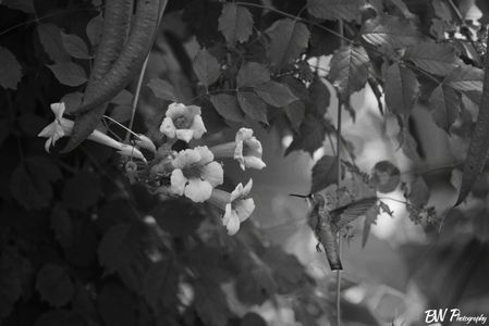 A Ruby-Throated Hummingbird visiting some flowers
